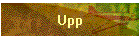Upp